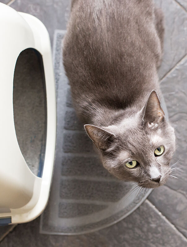 Cat in front of litter box on grey carpet